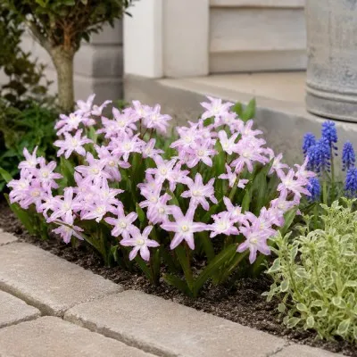 Хионодокса Forbesii Rosea фото