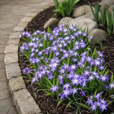 Хионодокса Violet Beauty 5/6 фото