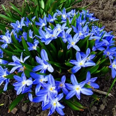Хионодокса Luciliae 100 шт/уп фото