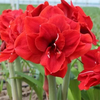 Амариллис Red Torro фото