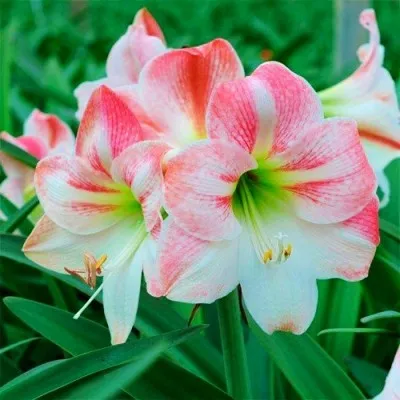 Амариллис Apple Blossom акционный фото