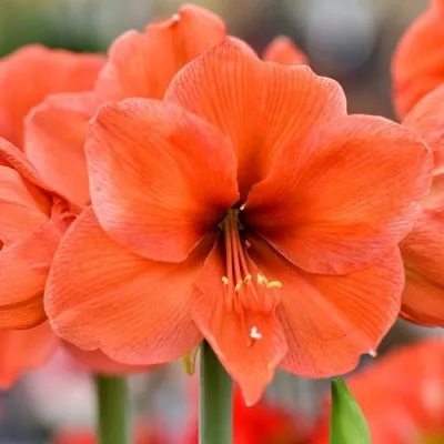 Амариллис Orange Collor фото