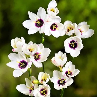 Иксия Hogarth фото