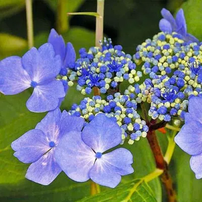 Гортензия Nizza Blue фото