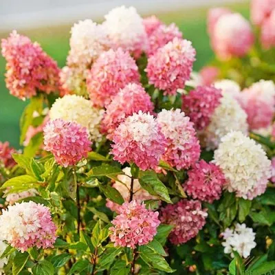 Гортензия Touch of Pink фото