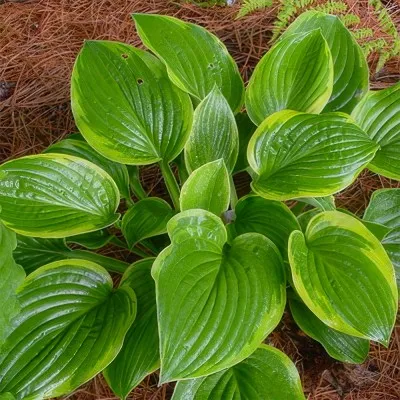Хоста Abiqua Moonbeam фото