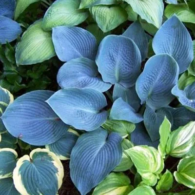 Хоста Blue Vision фото
