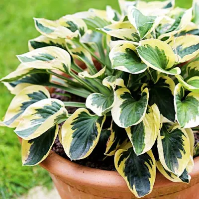 Хоста Brim Cup фото