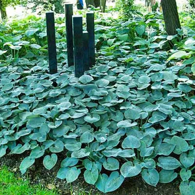 Хоста Buckshaw Blue фото