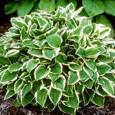Хоста Diamond Tiara фото