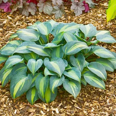 Хоста Grand Marquee фото