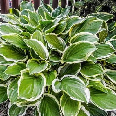 Хоста Green White фото