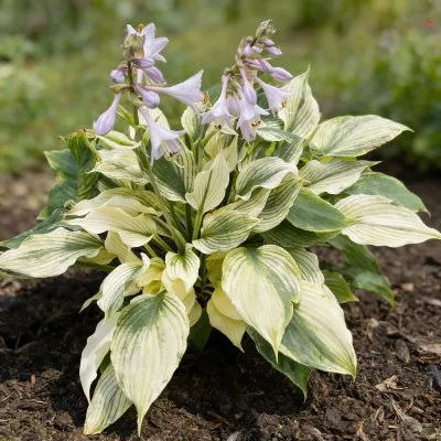 Хоста Silver Feather фото