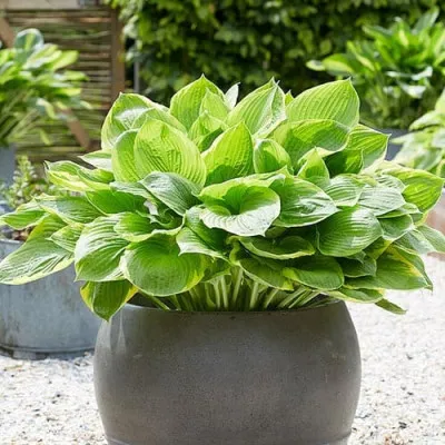 Хоста Tropicana фото