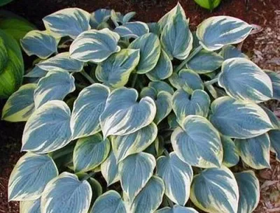 Хоста Aristocrat фото