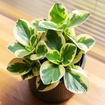 Колумбийская Корица (Peperomia) фото