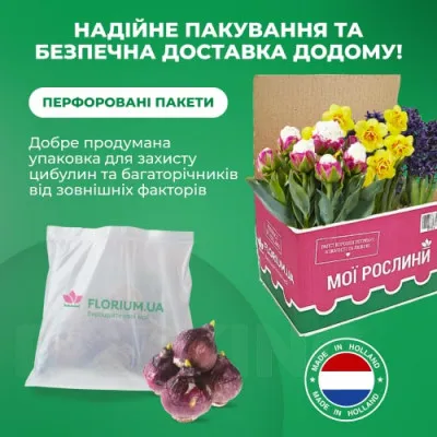 Гиацинт Микс 100 фото
