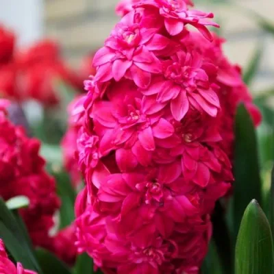 Гиацинт Махровый Holly Hock фото