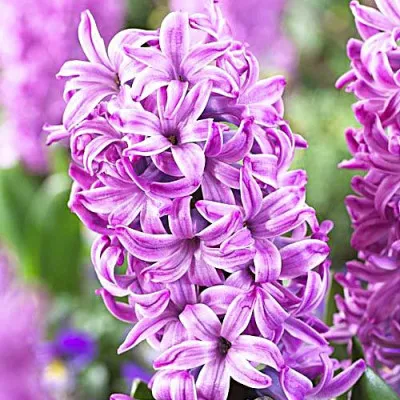 Гиацинт Purple Pride фото