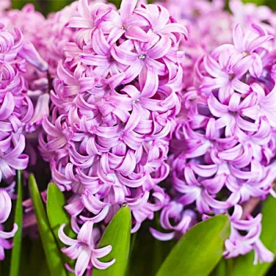 Гиацинт Purple Pride фото