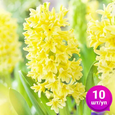 Гиацинт Yellow Queen 10 шт/уп фото