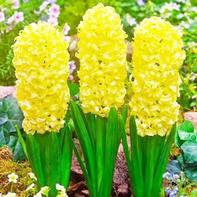 Гиацинт Yellow Queen 10 шт/уп фото