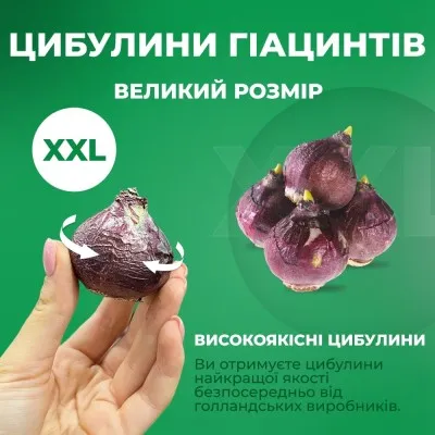 Микс гиацинтов Perfume фото