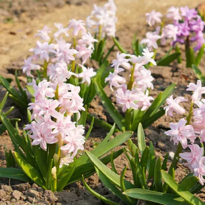 Гиацинт махровый Chestnut Flower фото