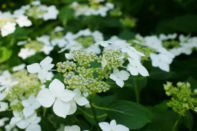 Гортензия Lanarth White фото