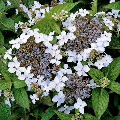 Гортензия Lanarth White фото