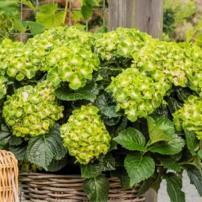 Гортензия Rembrandt Vibrant Verde фото