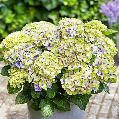 Гортензия Magical Jewel Blue фото