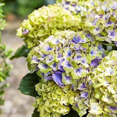 Гортензия Magical Jewel Blue фото