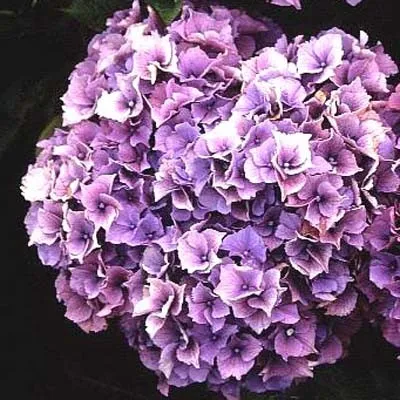 Гортензия Pink Dream фото