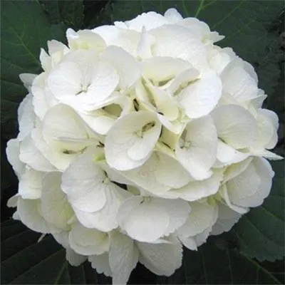 Гортензия Sneeuwbal фото