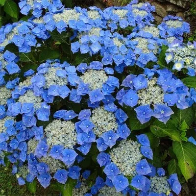Гортензия Blaumeise фото