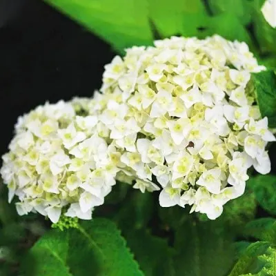 Гортензия First White фото