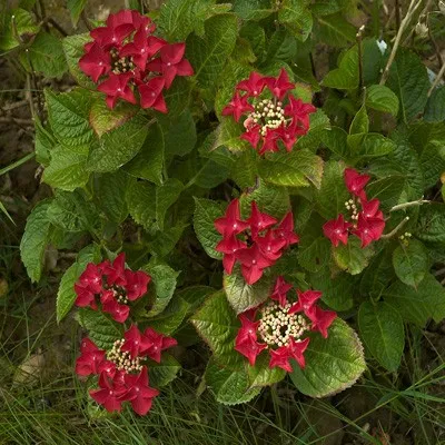 Гортензия Rotschwanz фото