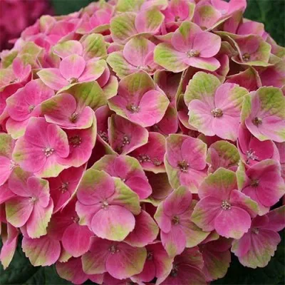 Гортензия 'Magical Amethyst' rose фото