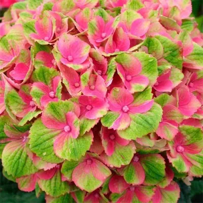 Гортензия 'Magical Amethyst' rose фото