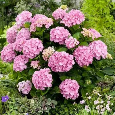 Гортензия Pink Sensation фото