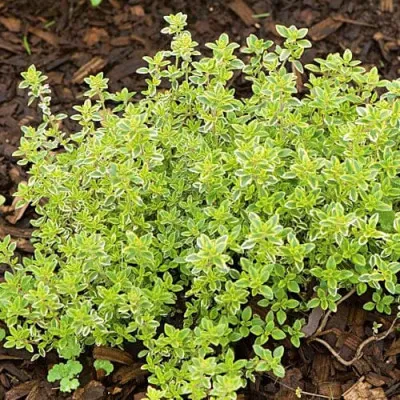 Чабрец Citriodorus Variegata фото