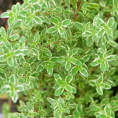 Чабрец Citriodorus Variegata фото
