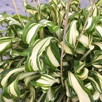 Хоста Twisted Spearmint фото