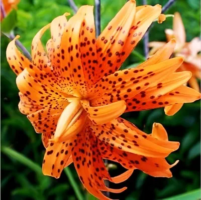 Подарок! Лилия Flore Pleno фото