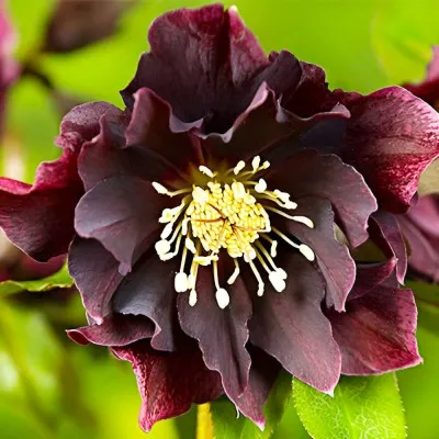 Морозник Purple Double фото