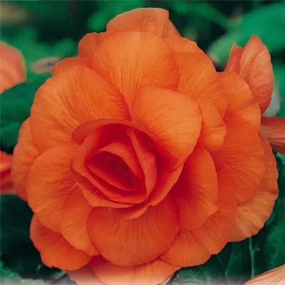 Бегония Multiflora Maxima оранжевая фото