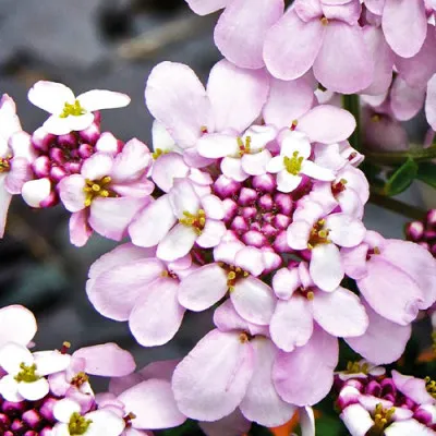 Иберис Pink Ice фото