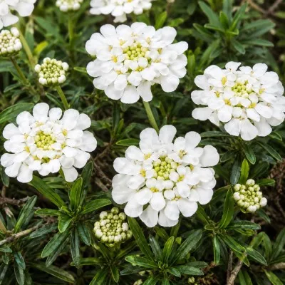 Иберис Snowflake фото