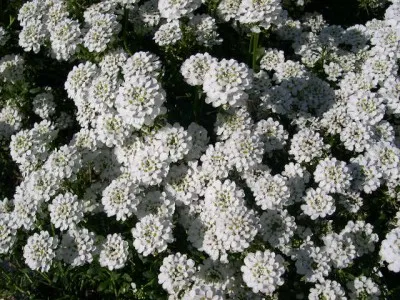 Иберис Snowflake (рассада) фото